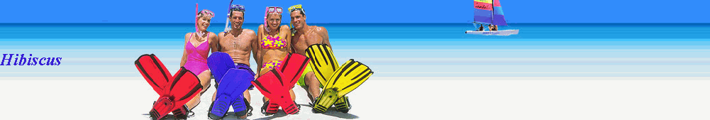 Hibiscus