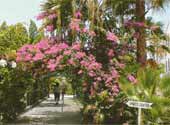 Bel_Air